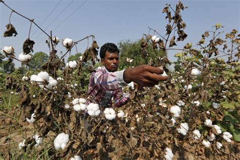From Seed to Success: The Impact of Magic Seeds on Cotton Farming